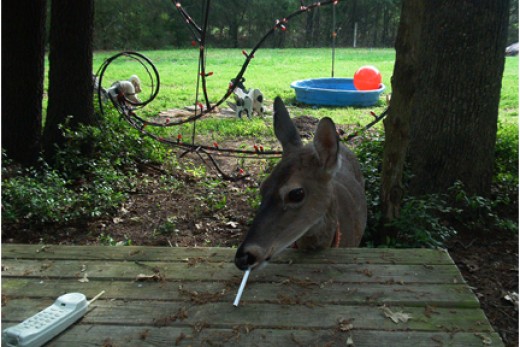 deer smoking a cigarette