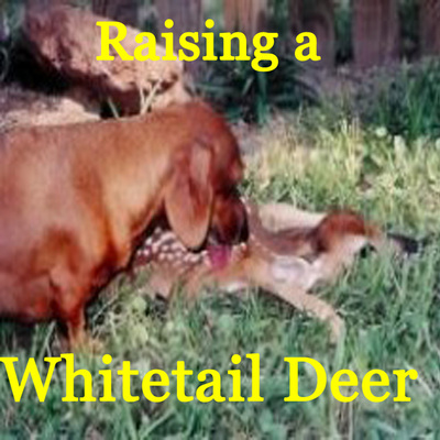 Raising whitetail deer