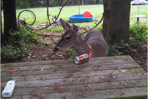 deer drinking root beer