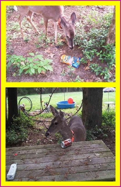 deer eating cheetos and drinking rootbeer