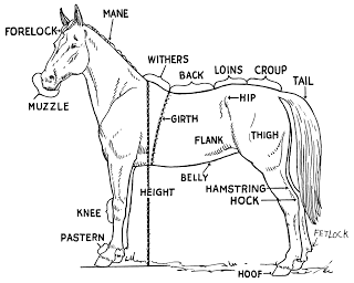 horse body parts