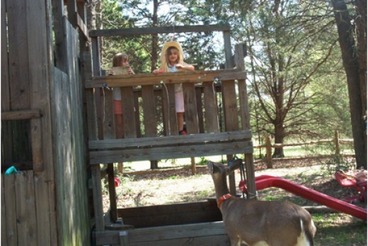 Deer with kids