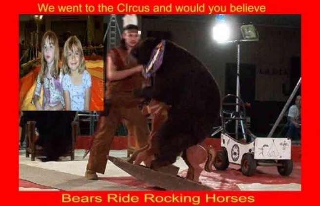 circus bear riding a rocking horse