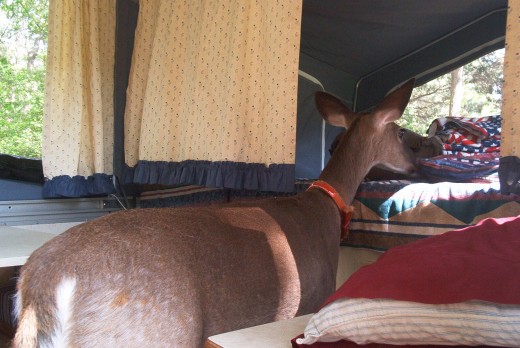deer looking in camper